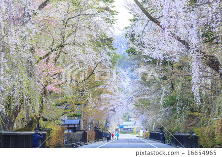 Kakanoda's ferns of citadel, Semboku, Akita prefecture 16654965