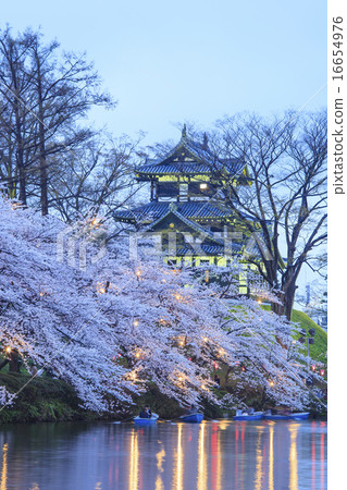 Takada castle and cherry blossoms light up Niigata Prefecture Joetsu City 16654976