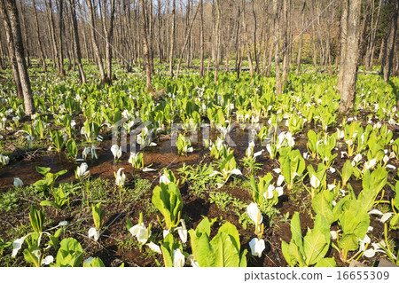 Suihinagara Mogara布料秋田縣森比市田澤子的Mizubasho組布 16655309