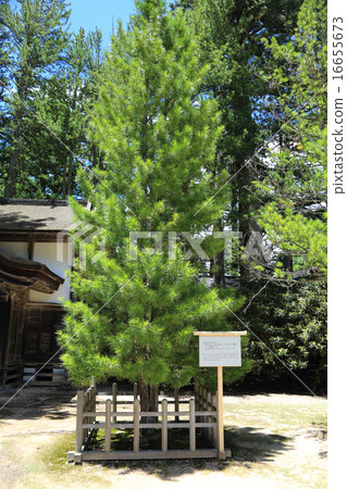 Koyasan Kanegonji Temple Showa Emperor and Empress Empress Woman's happy memorial tree Koyasan Kanegonji Temple Showa Emperor and Empress Empress Woman's happy memorial tree 16655673
