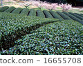 茶園的春天 16655708