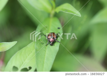 豆類02 豆類02 16656027