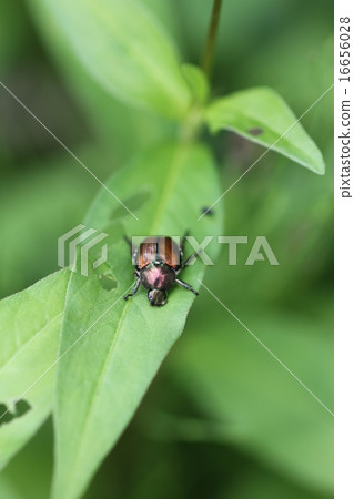 傳奇03 傳奇03 16656028