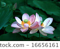 蓮花 16656161
