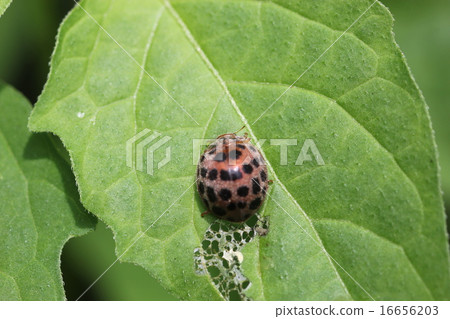 Insect pests Nishio Yoshi tento 01 Insect pests Nishio Yoshi tento 01 16656203