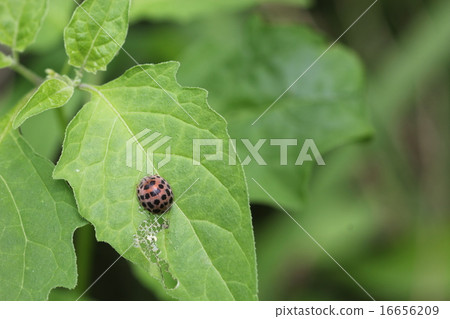 害蟲昆蟲Nishiyoshi Tento 07 害蟲昆蟲Nishiyoshi Tento 07 16656209