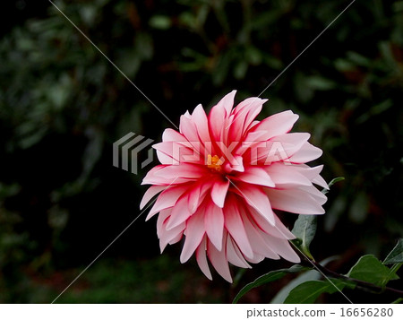 Dahlia 16656280