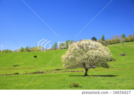 Yamagasan tree blooming at Yatsugatake ranch Yamanashi prefecture Hokuto city 16656827