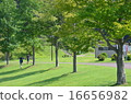 summer park 16656982