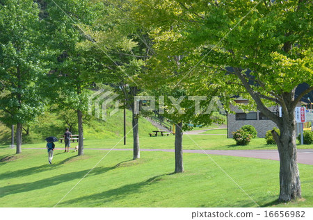 夏季公園 16656982