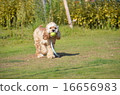 American Cocker Spaniel 1 16656983