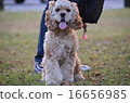 American Cocker Spaniel 3 16656985