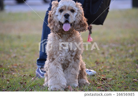 美國可卡犬3 美國可卡犬3 16656985