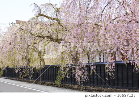 Kakanoda's ferns of citadel, Semboku, Akita prefecture 16657125