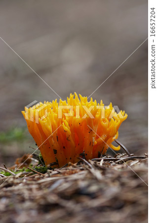 yellow coral mushroom 16657204