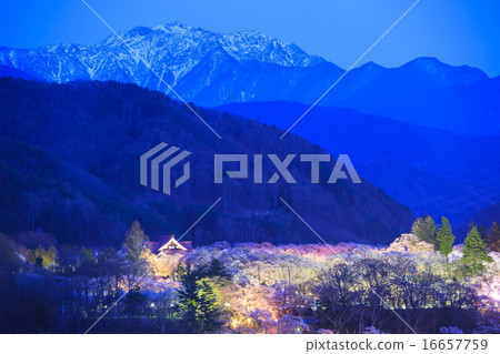 在Takatoshi城堡廢墟公園和南阿爾卑斯山長野縣伊那市的夜櫻花 16657759