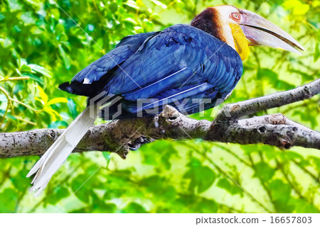 Great Pied Horbill. 16657803