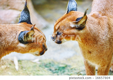 Beautiful and Wild Bobcat or lynx. 16657804