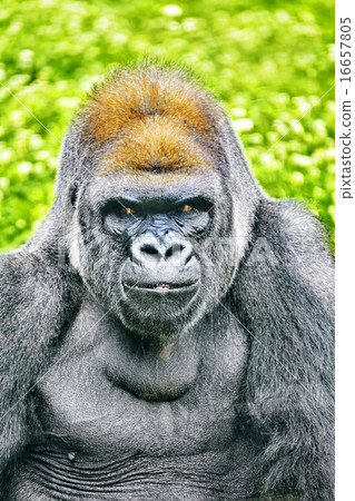 Gorilla Wisdom. 16657805