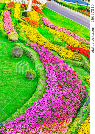 Abstract background of flowers (petunia ). 16657819
