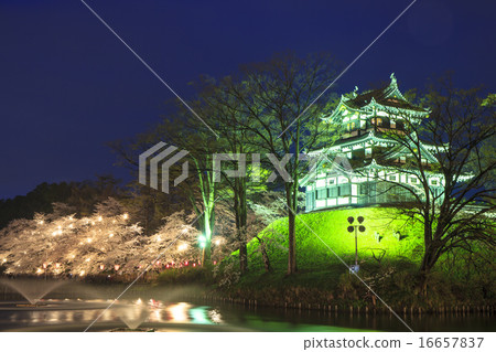 Takada castle and cherry blossoms light up Niigata Prefecture Joetsu City 16657837