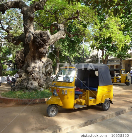 Ile Pai Tree and Auto Rickshaw (at Ramana Ashram) 16658360