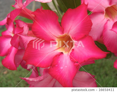 A flower blooming in a southern country 16658411