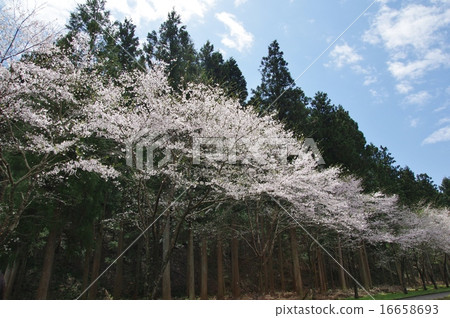 Terao Igahara Senbon Sakura-cho 16658693