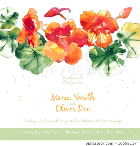 Vector background with watercolor nasturtium 16659117