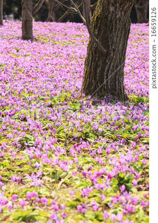 秋田縣仙北市Katakuri Township Township Nishiki cho 16659126