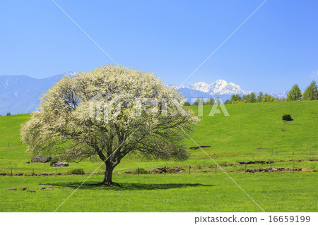 山梨樹和剩下的雪南阿爾卑斯山北區山梨縣北斗市 16659199