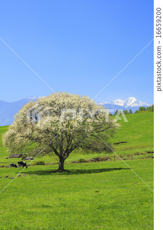 山梨樹和剩下的雪南阿爾卑斯山北區山梨縣北斗市 16659200
