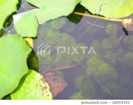 金魚藻類 金魚藻類 16659345