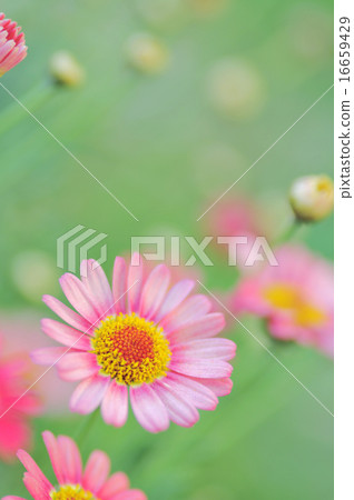 粉紅色的瑪格麗特 16659429