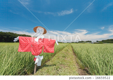 Numanuma稻田稻草人 16659522