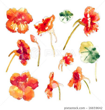 Collection of watercolor nasturtium flowers 16659642