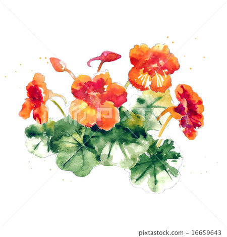 Collection of watercolor nasturtium flowers 16659643