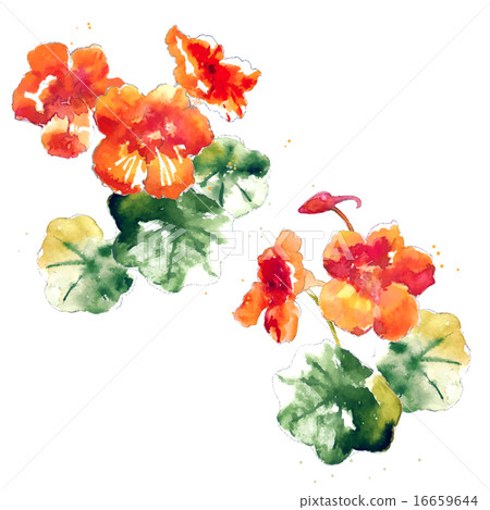 Collection of watercolor nasturtium flowers 16659644