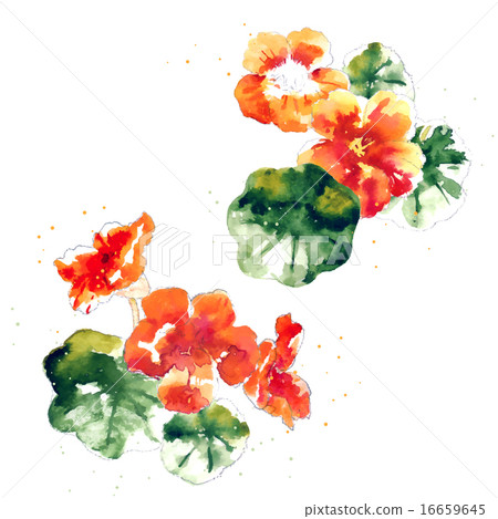 Collection of watercolor nasturtium flowers 16659645