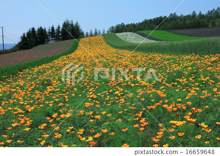 富良野·豐富多彩的田野 富良野·豐富多彩的田野 16659648