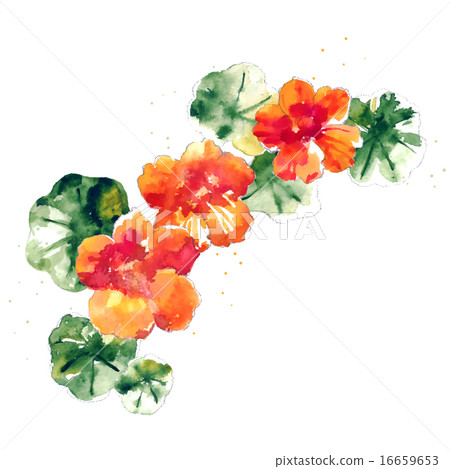 Collection of watercolor nasturtium flowers 16659653