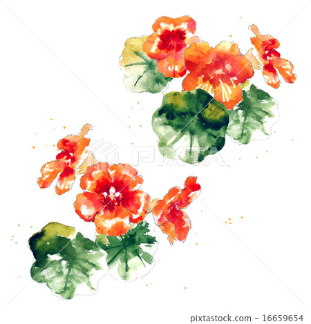 Collection of watercolor nasturtium flowers 16659654