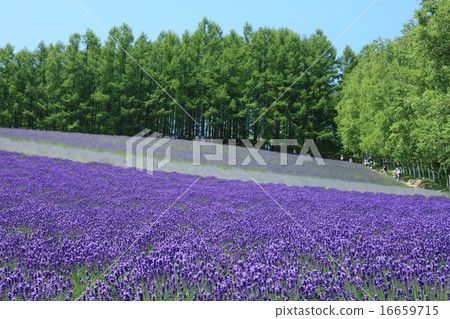 Lavender field Lavender field 16659715