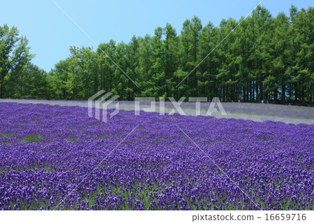 Lavender field Lavender field 16659716
