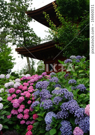 久米寺的繡球花 久米寺的繡球花 16660031