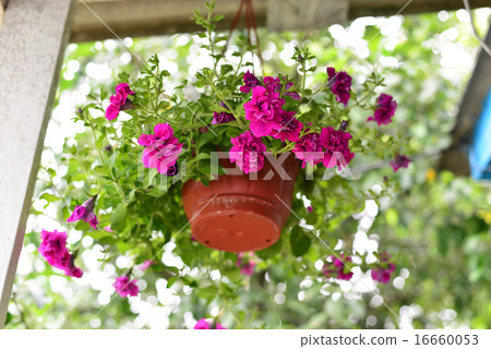 Petunia flowers at a pot outdoors in summer Petunia flowers at a pot outdoors in summer 16660053