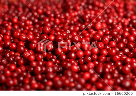 Fresh cowberry. 16660200