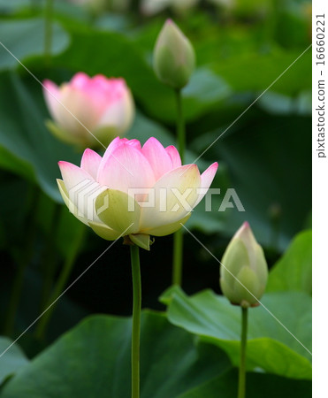 Lotus flower Lotus flower 16660221