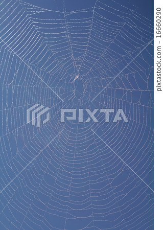 蜘蛛網 蜘蛛網 16660290