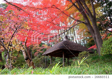 Autumn leaves of Koishikawa Korakuen (November) Bunkyo-ku, Tokyo 16660311